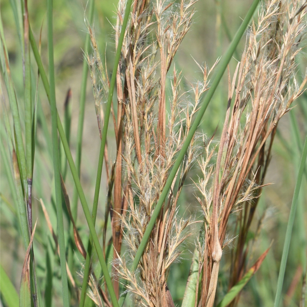 Schizachyrium littorale
