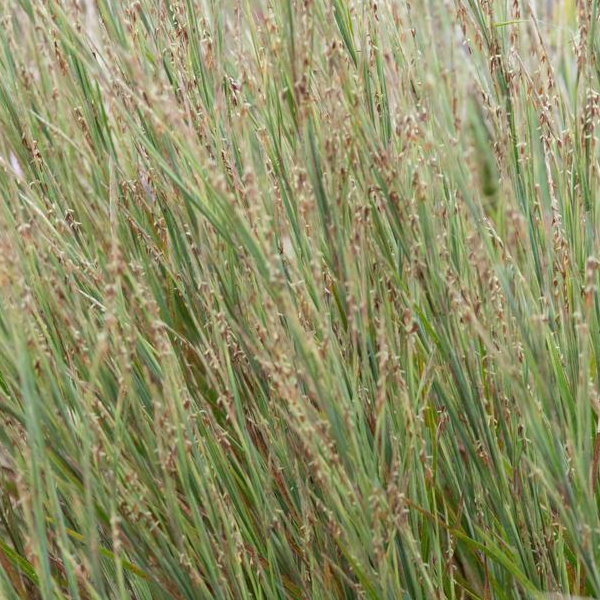 Schizachyrium littorale