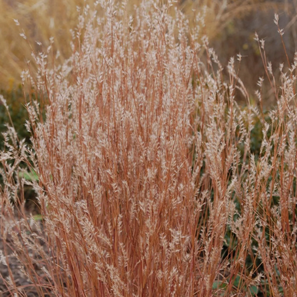 Schizachyrium scoparium 'Jazz'