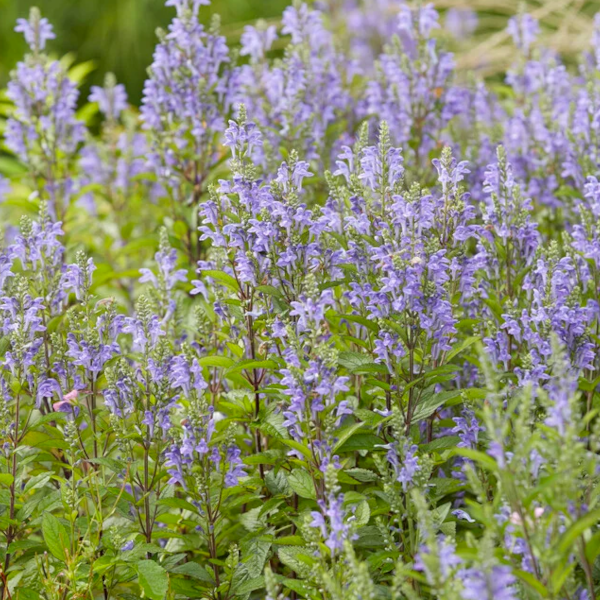Scutellaria incana
