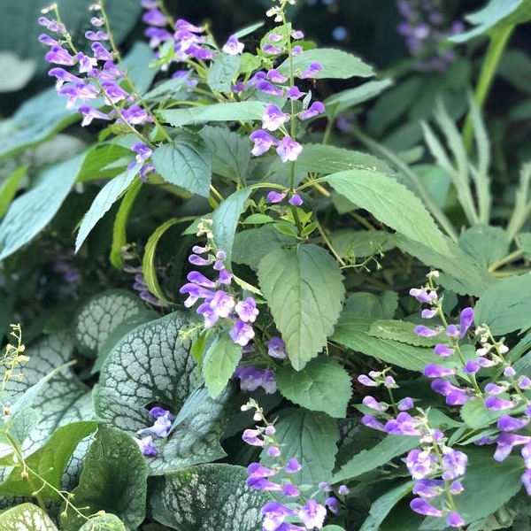 Scutellaria incana 'Appalachian Blues'