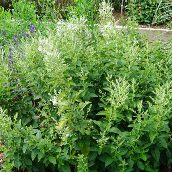 Scutellaria incana 'Prairie Snow'