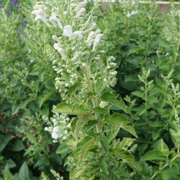 Scutellaria incana 'Prairie Snow'