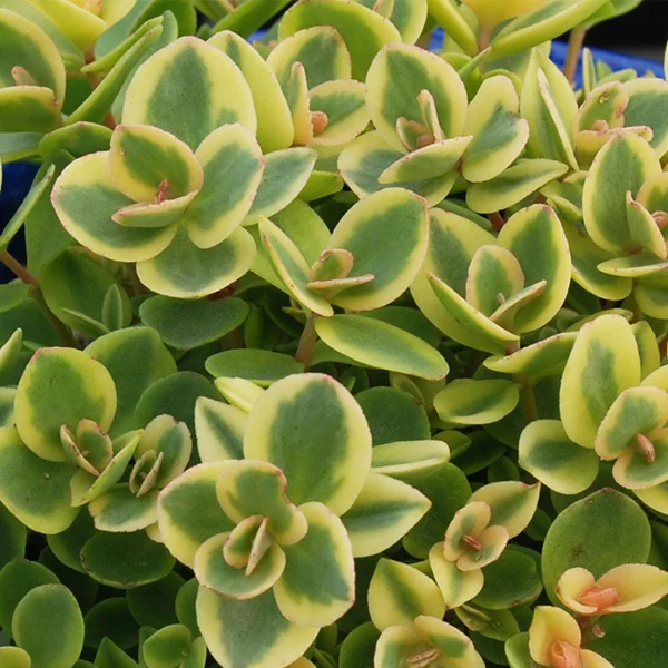 Sedum SunSparkler 'Lime Twister'