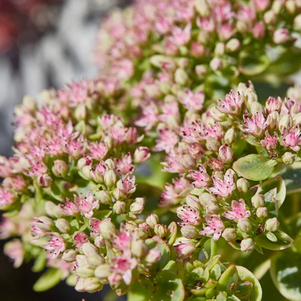 Sedum SunSparkler 'Lime Twister'