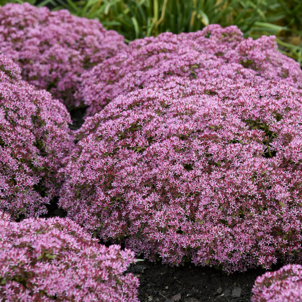 Sedum 'Pride and Joy'