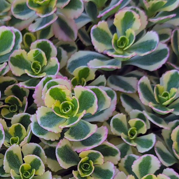 Sedum spurium 'What a Doozie'