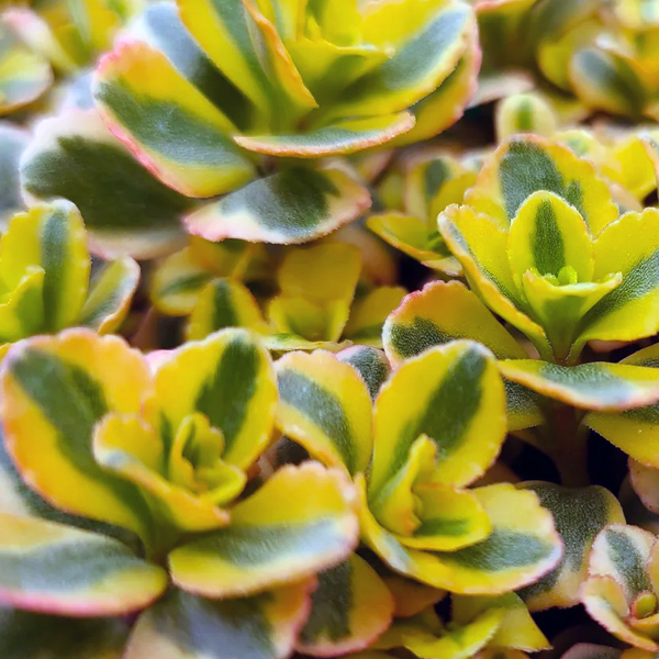 Sedum spurium 'What a Doozie'