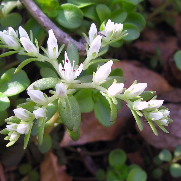 Sedum ternatum