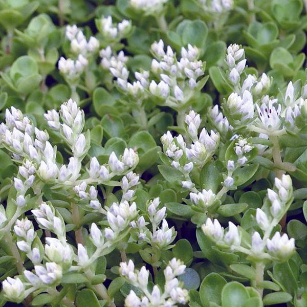 Sedum ternatum