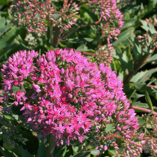 Sedum spectabile 'Munstead Dark Red'