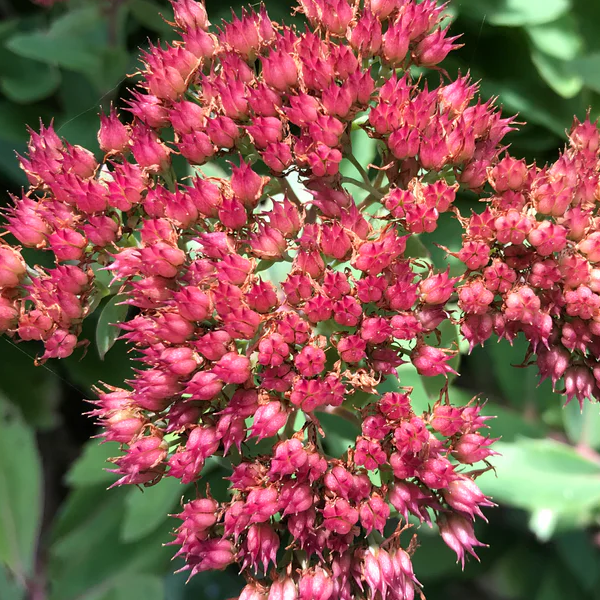 Sedum spectabile 'Munstead Dark Red'