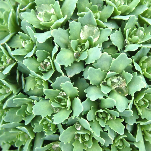 Sedum spectabile 'Rockstar'
