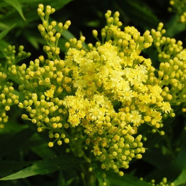 Solidago 'Little Lemon'