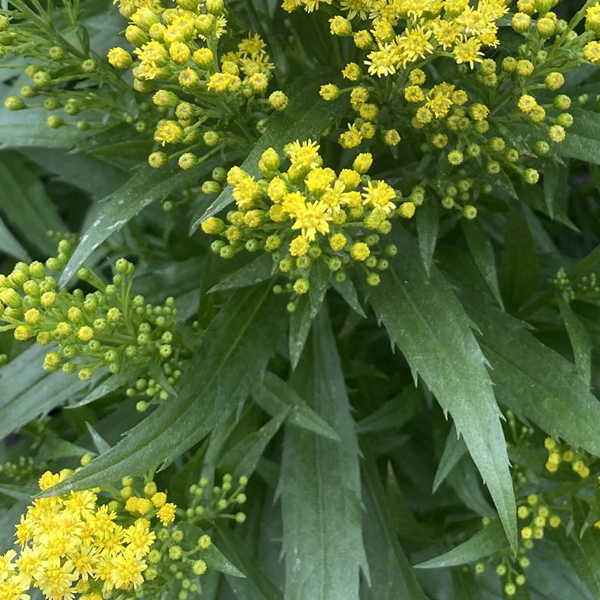 Solidago 'Little Lemon'