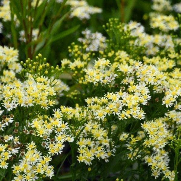 Solidago 'Sugar Kisses'