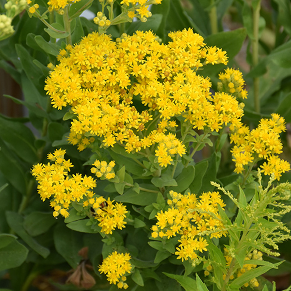 Solidago rigida 'Golden Rockets'