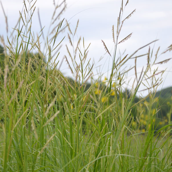 Spartina pectinata