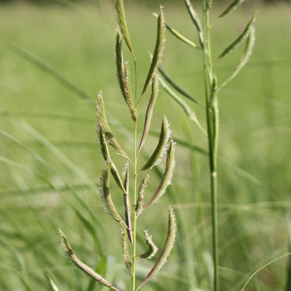 Spartina pectinata