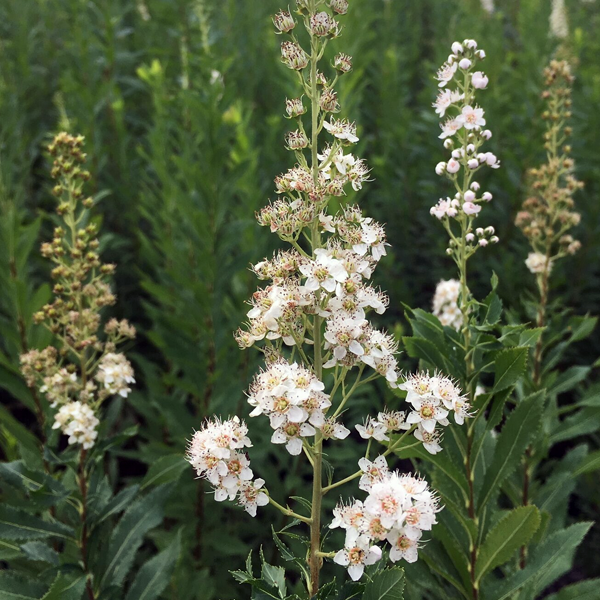 Spiraea alba
