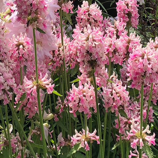 Stachys 'Hummelo Pink Cotton Candy'