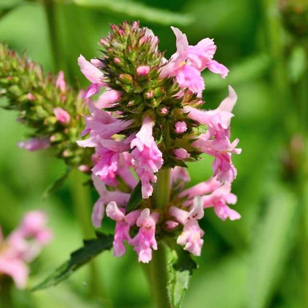 Stachys 'Hummelo Pink Cotton Candy'