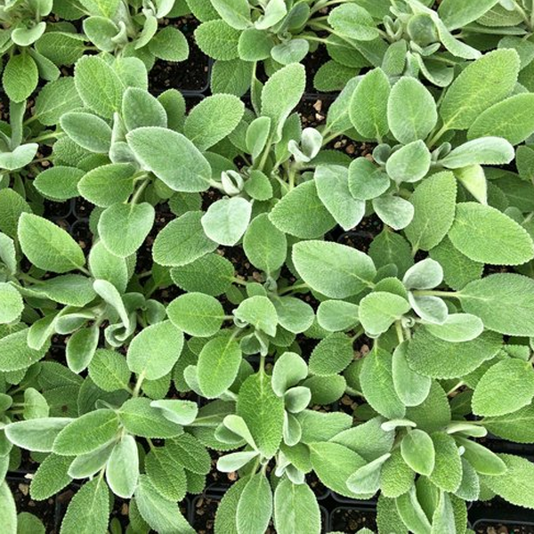 Stachys byzantina 'Fuzzy Wuzzy'