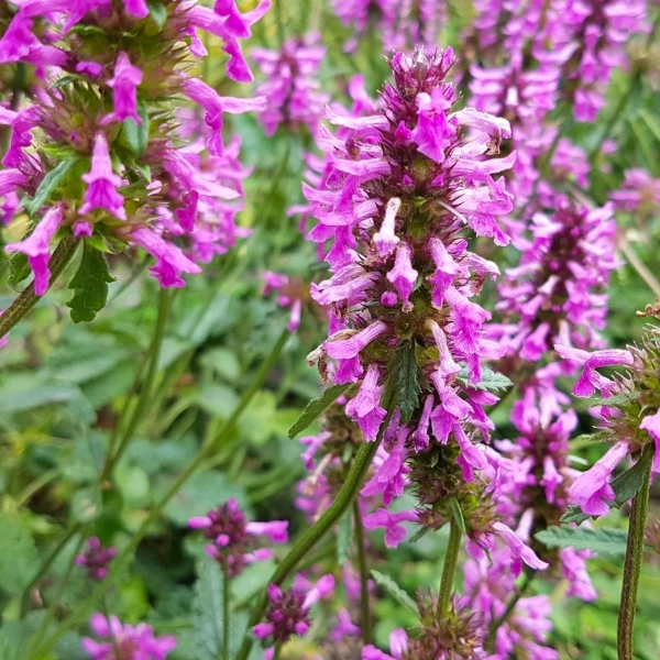 Stachys 'Hummelo Summer Grapes'