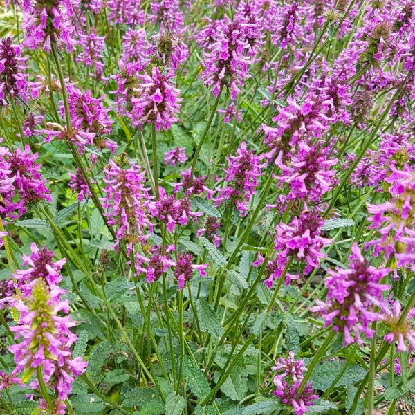 Stachys 'Hummelo Summer Grapes'