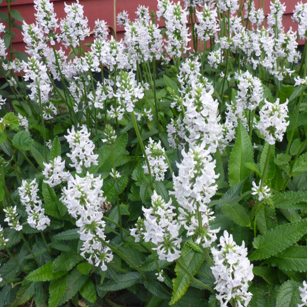 Stachys 'Hummelo Summer Snowcone'