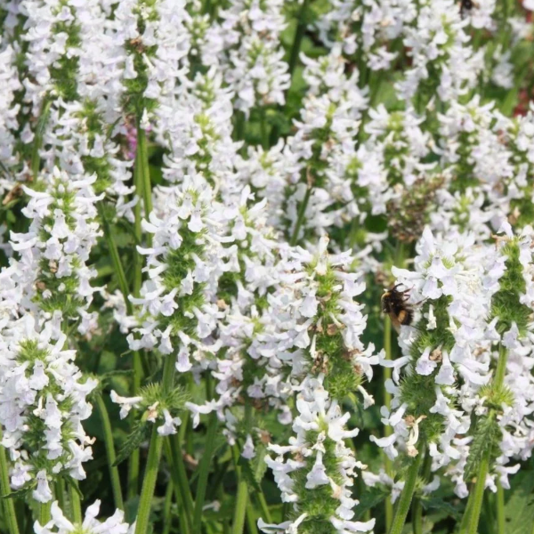 Stachys 'Hummelo Summer Snowcone'
