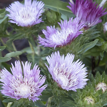 Load image into Gallery viewer, Stokesia &#39;Colorwheel&#39;
