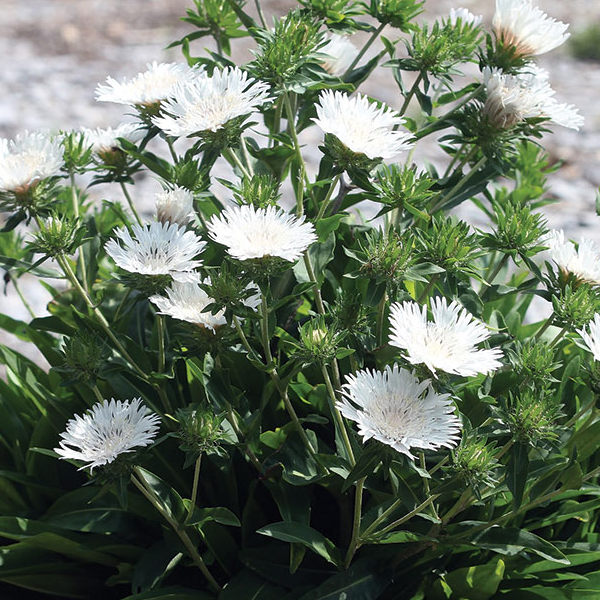 Stokesia 'Divinity White'