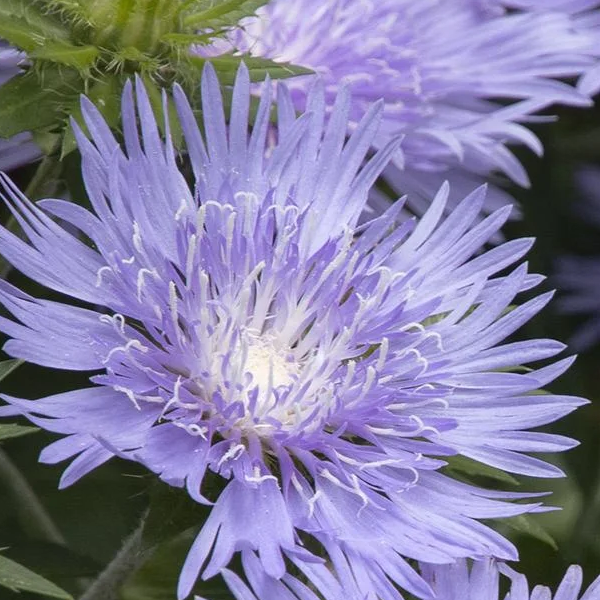 Stokesia 'Peachie's Pick'