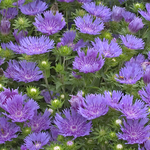Stokesia 'Peachie's Pick'