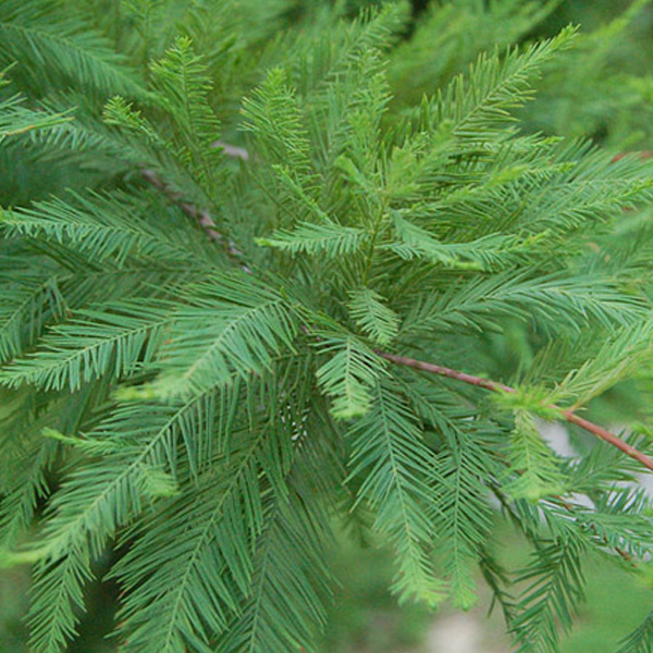 Taxodium distichum