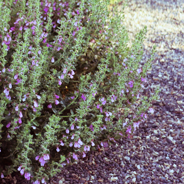 Teucrium chamaedrys ‘Bluemel’
