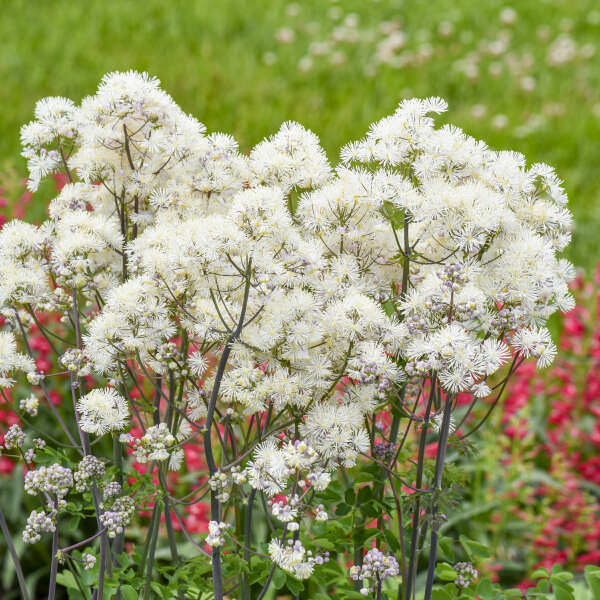 Thalictrum 'Cotton Ball'