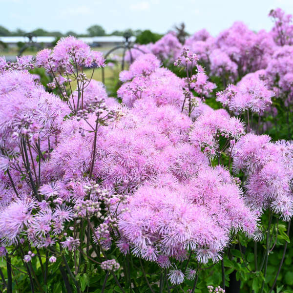 Thalictrum 'Cotton Candy'