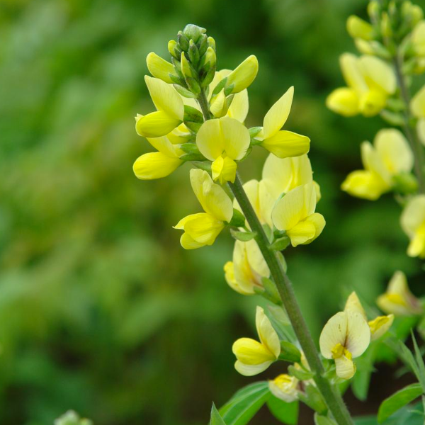 Thermopsis villosa