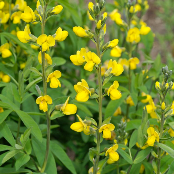 Thermopsis villosa
