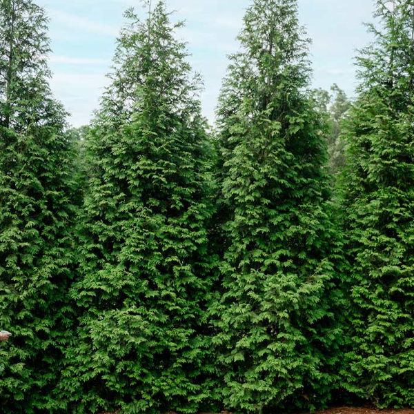 Thuja 'Green Giant'