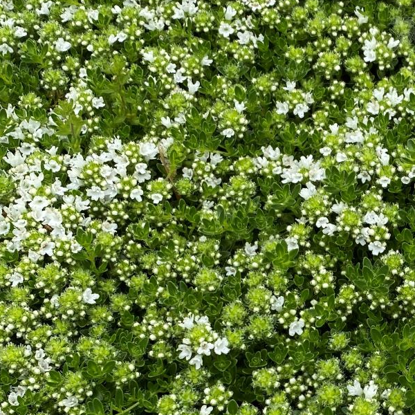 Thymus albiflorus