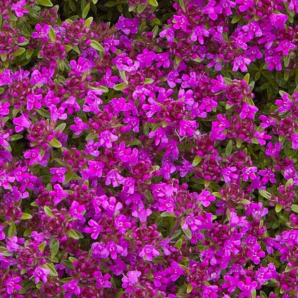 Thymus coccineus