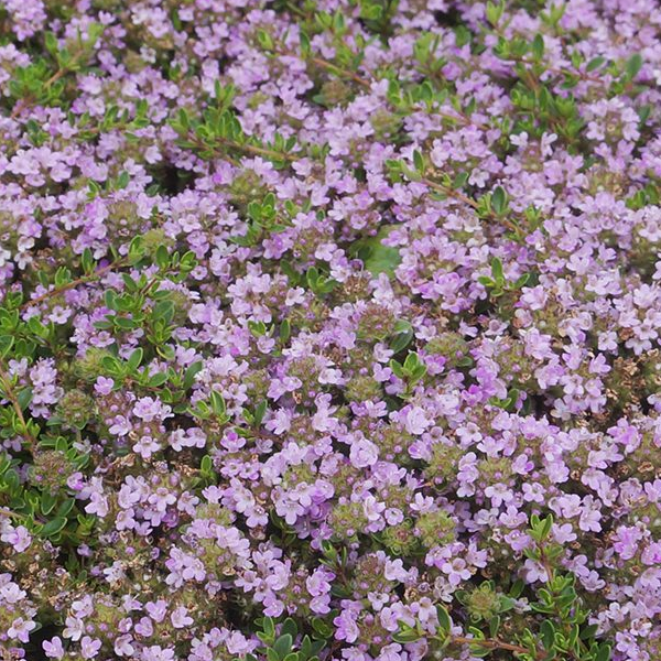 Thymus praecox 'Purple Carpet'