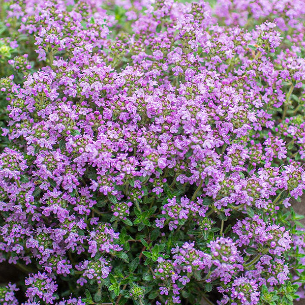 Thymus serpyllum 'Magic Carpet'