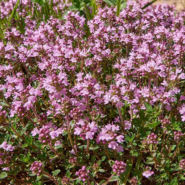 Thymus serpyllum 'Magic Carpet'