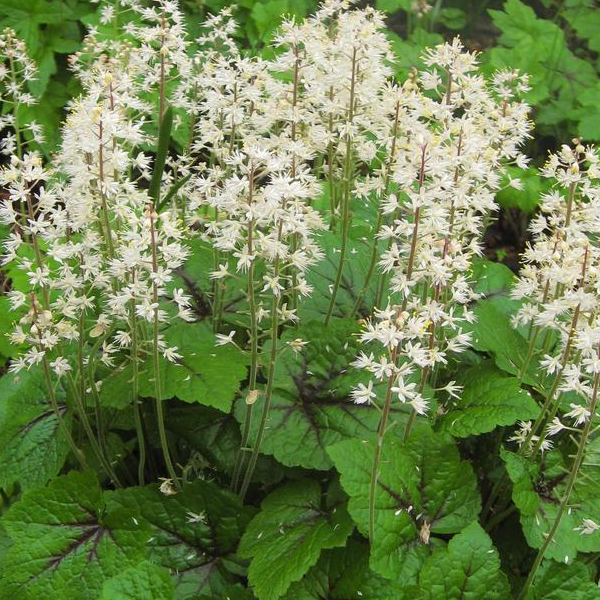 Tiarella 'Brandywine'