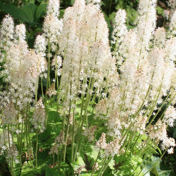 Tiarella 'Brandywine'