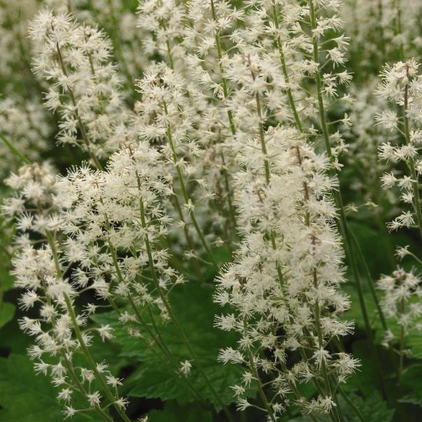 Tiarella cordifolia 'Wherryi'